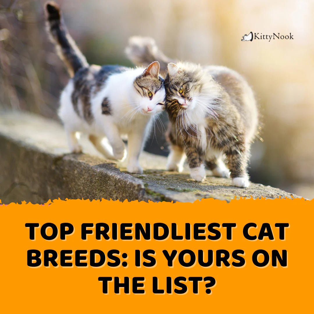 Top Friendliest Cat Breeds: Is Yours on the List? - KittyNook Cat Company