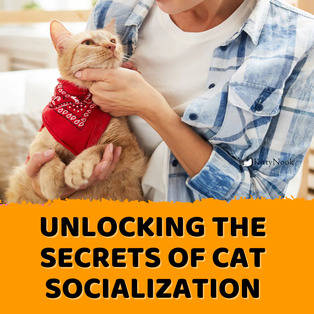 Unlocking the Secrets of Cat Socialization - KittyNook Cat Company