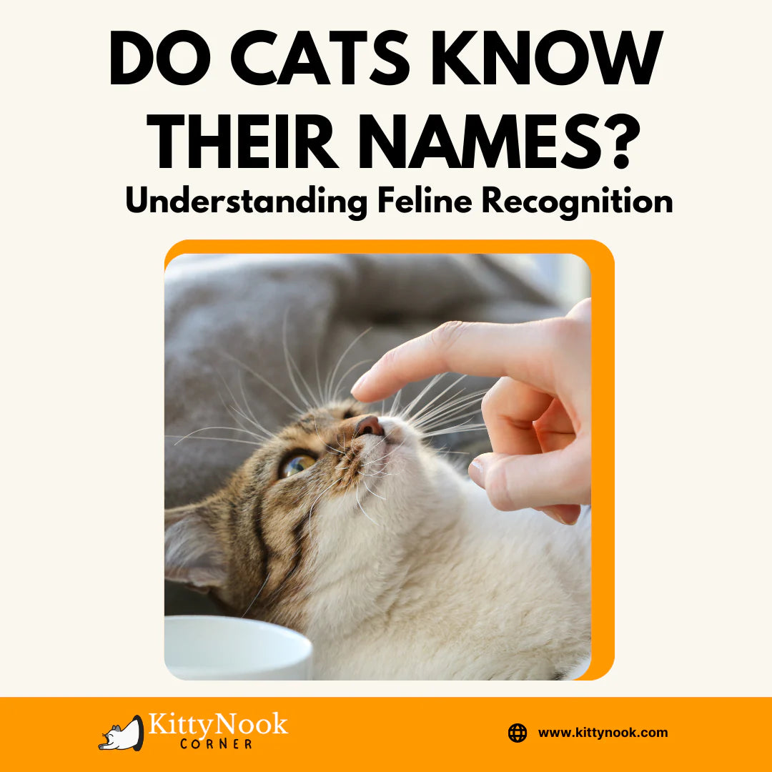 Do Cats Know Their Names? Understanding Feline Recognition - KittyNook Cat Company