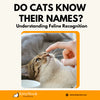 Do Cats Know Their Names? Understanding Feline Recognition - KittyNook Cat Company