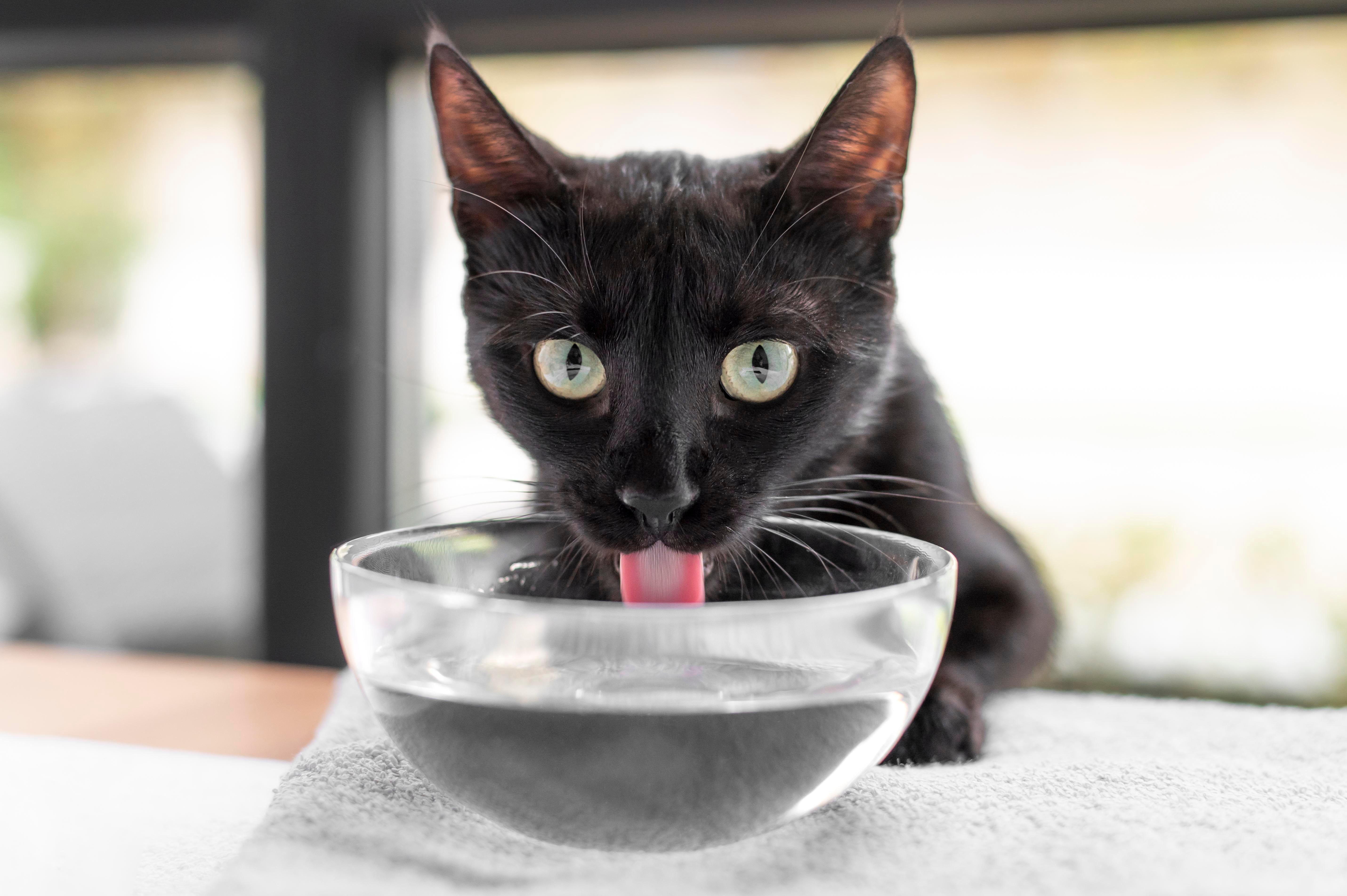 Do Cat Water Fountains Actually Help Cats Drink More Water? Do Cat Water Fountains Actually Help Cats Drink More Water? | Kitty Nook 