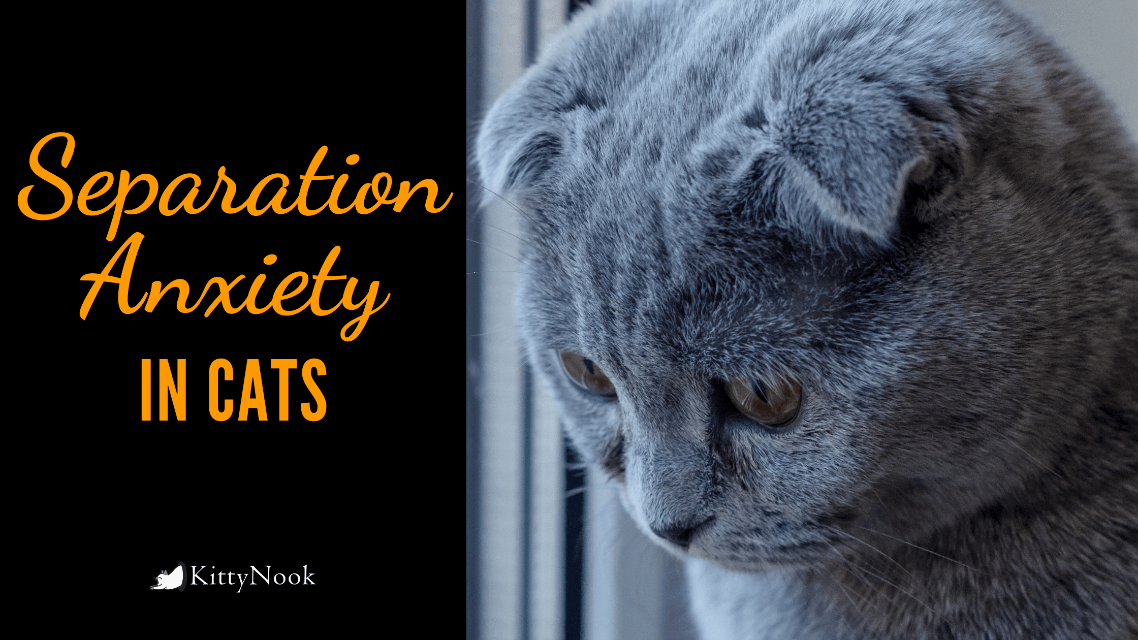 Can Cats Suffer From Separation Anxiety? 5 Post-Lockdown Tips - KittyNook