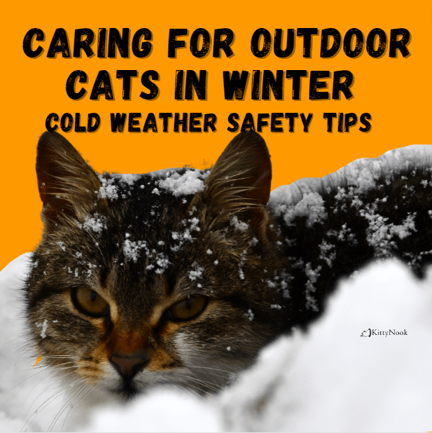Caring for Outdoor Cats in Winter 