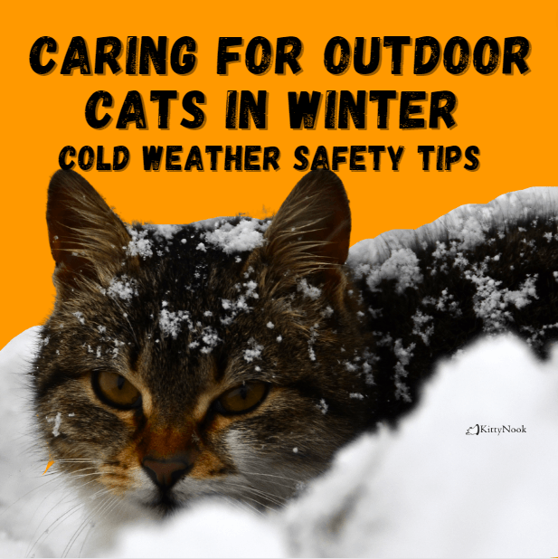 Caring for Outdoor Cats in Winter: Cold Weather Safety Tips – KittyNook ...