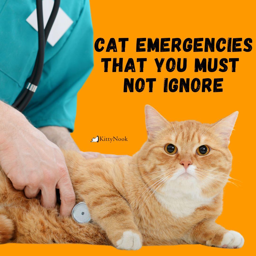 Cat Emergencies That You Must Not Ignore - KittyNook Cat Company