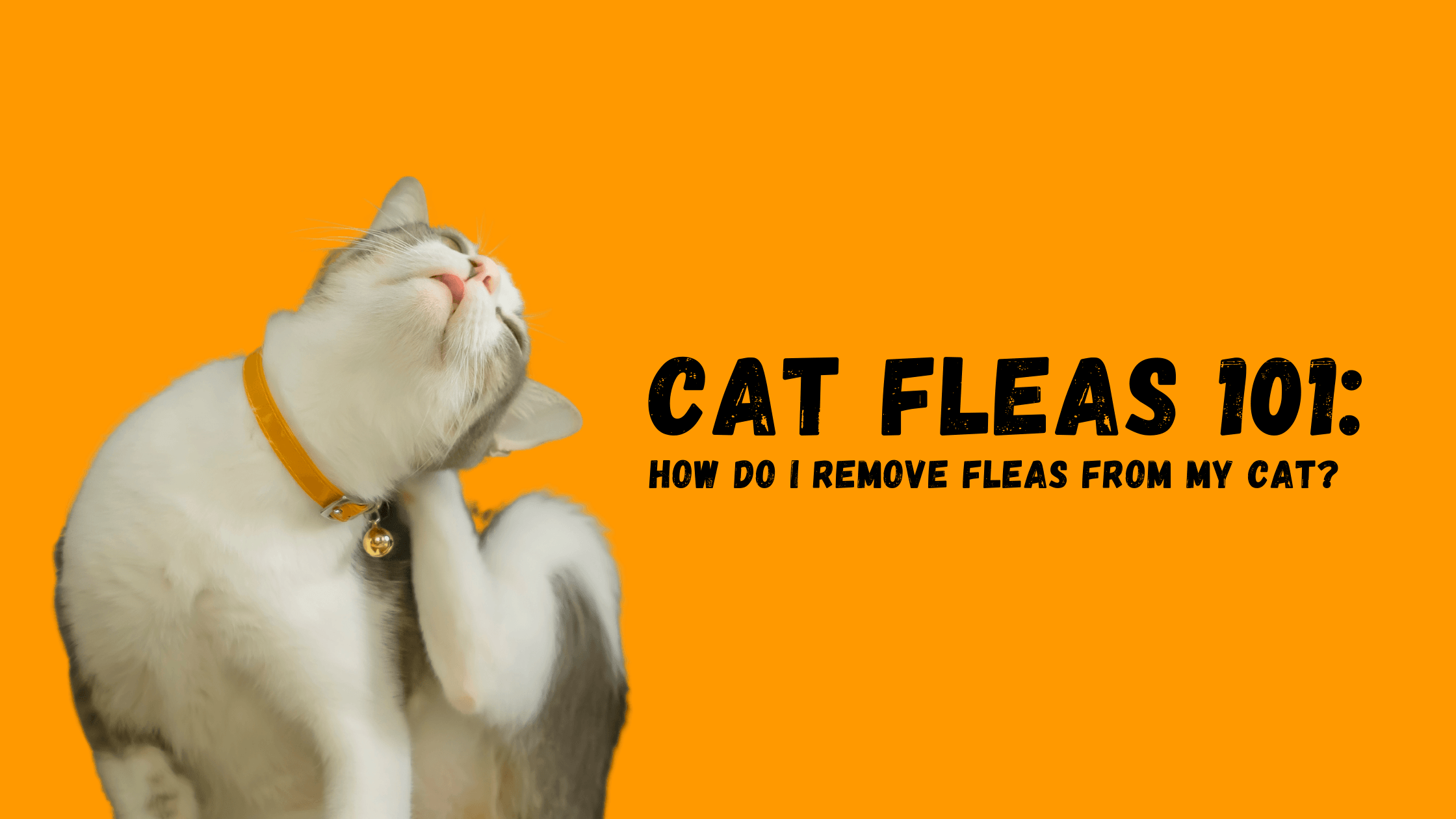 Cat Fleas 101: Where Did My Cat Get Fleas? - KittyNook Cat Company