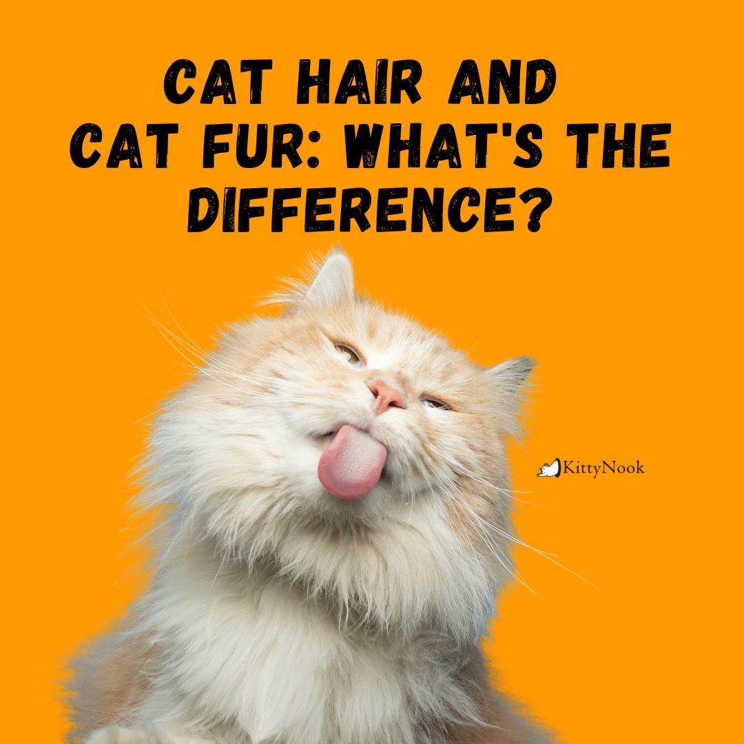 Cat Hair and Cat Fur: What's the Difference? - KittyNook Cat Company