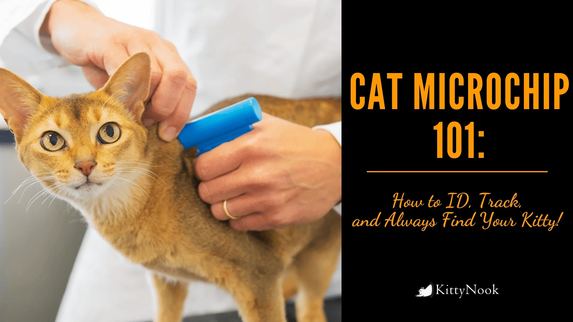 Cat Microchip 101: How to ID, Track, and Always Find Your Kitty! - KittyNook Cat Company