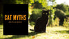 Cat Myths Explained - KittyNook