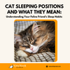 13 Cat Sleeping Positions and Their Meaning - KittyNook