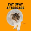 Cat Spay Aftercare - KittyNook Cat Company
