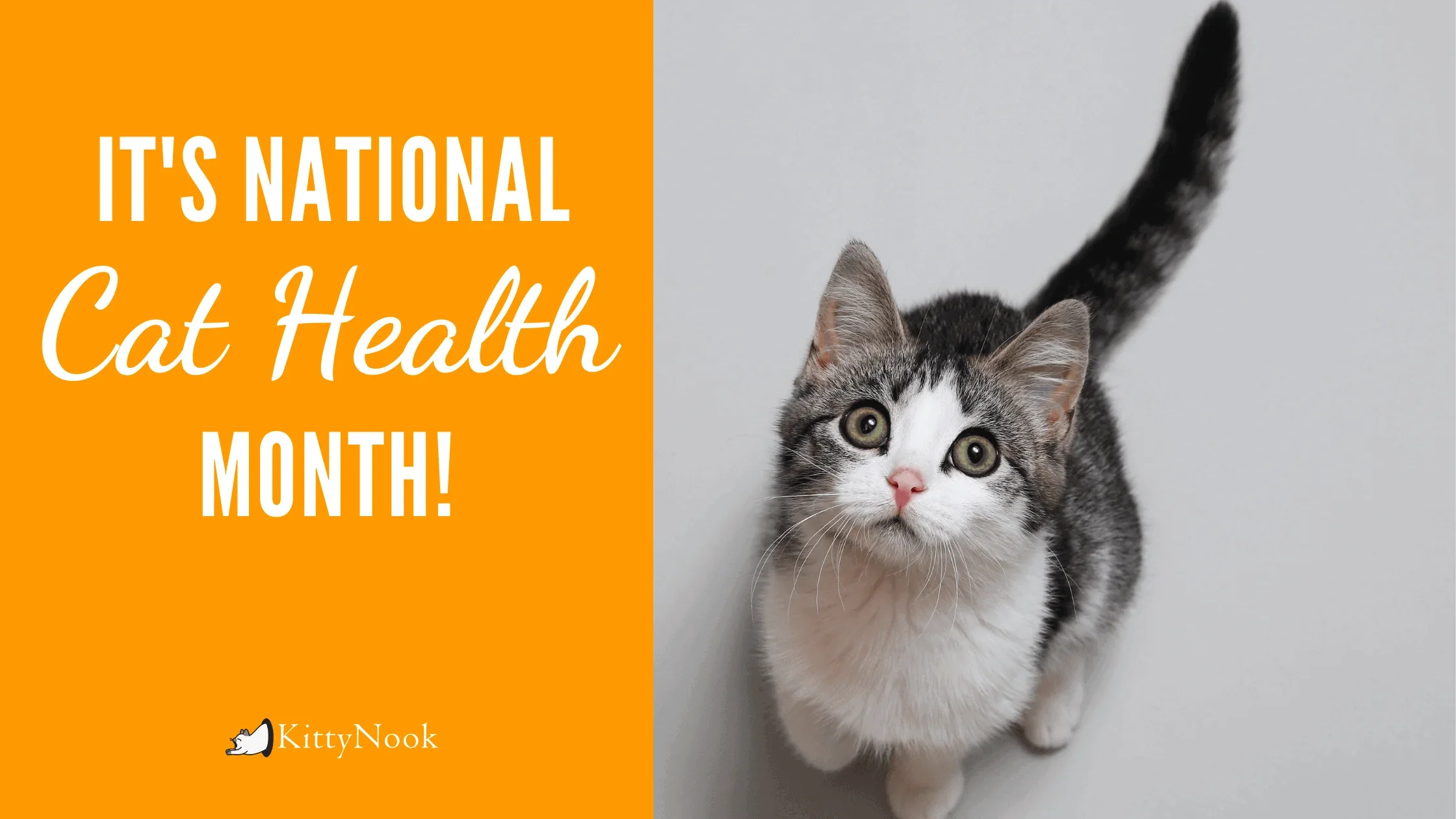 Celebrate National Cat Health Month With This Cat Health Checklist! - KittyNook Cat Company