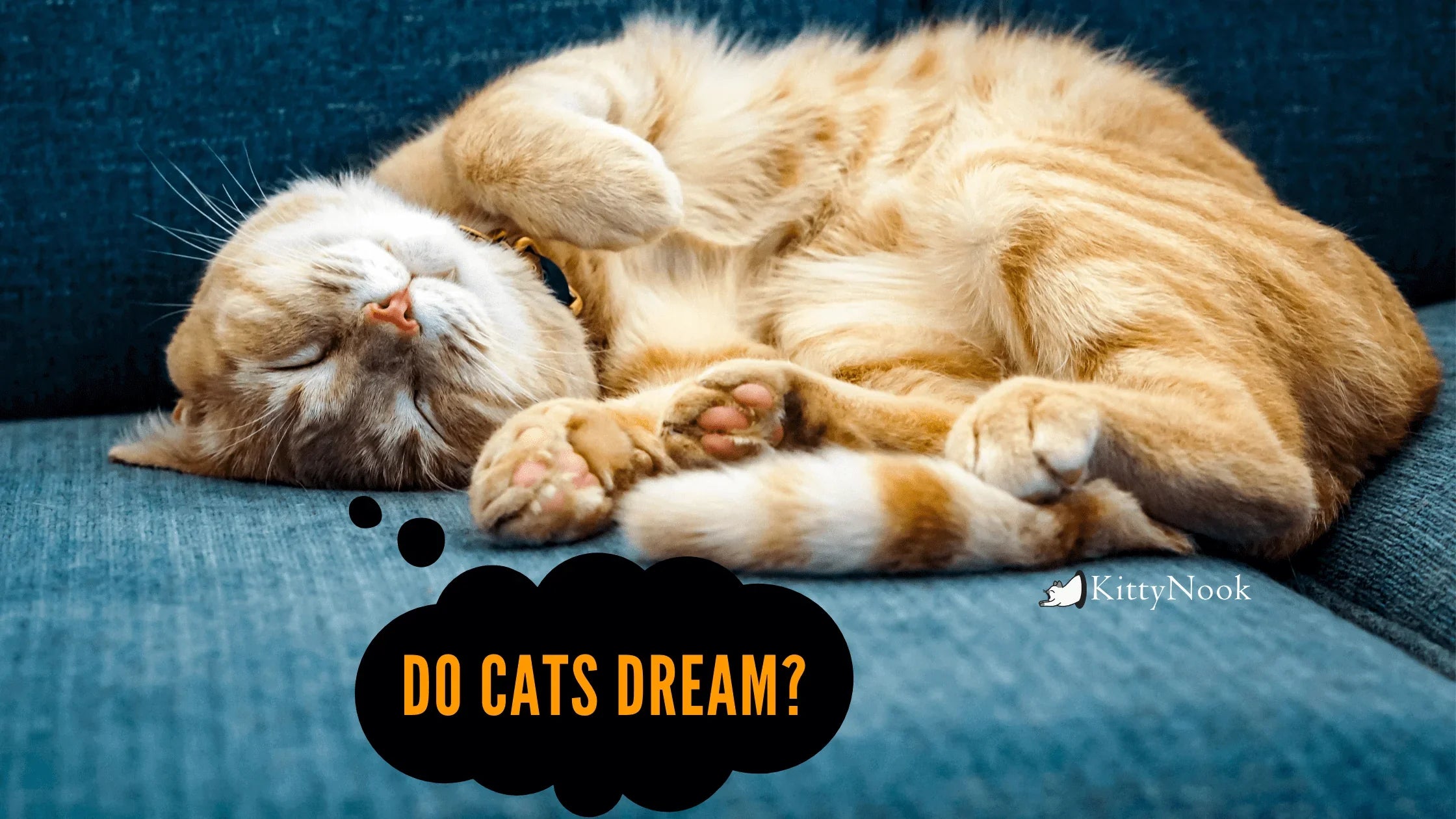 Do Cats Dream? Some Insights Into Our Felines' Sleeping Habits - KittyNook Cat Company