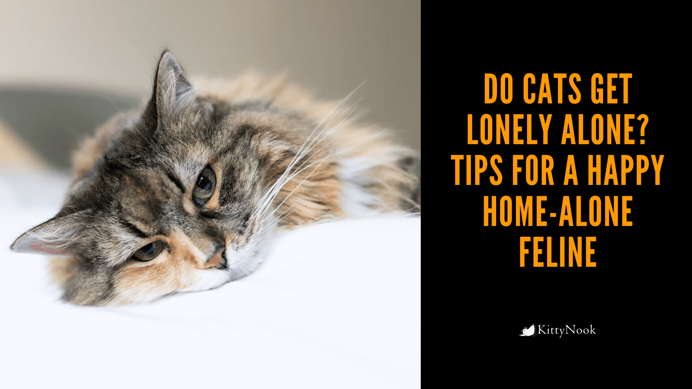 Do Cats Get Lonely Alone? Tips for a Happy Home-Alone Feline - KittyNook