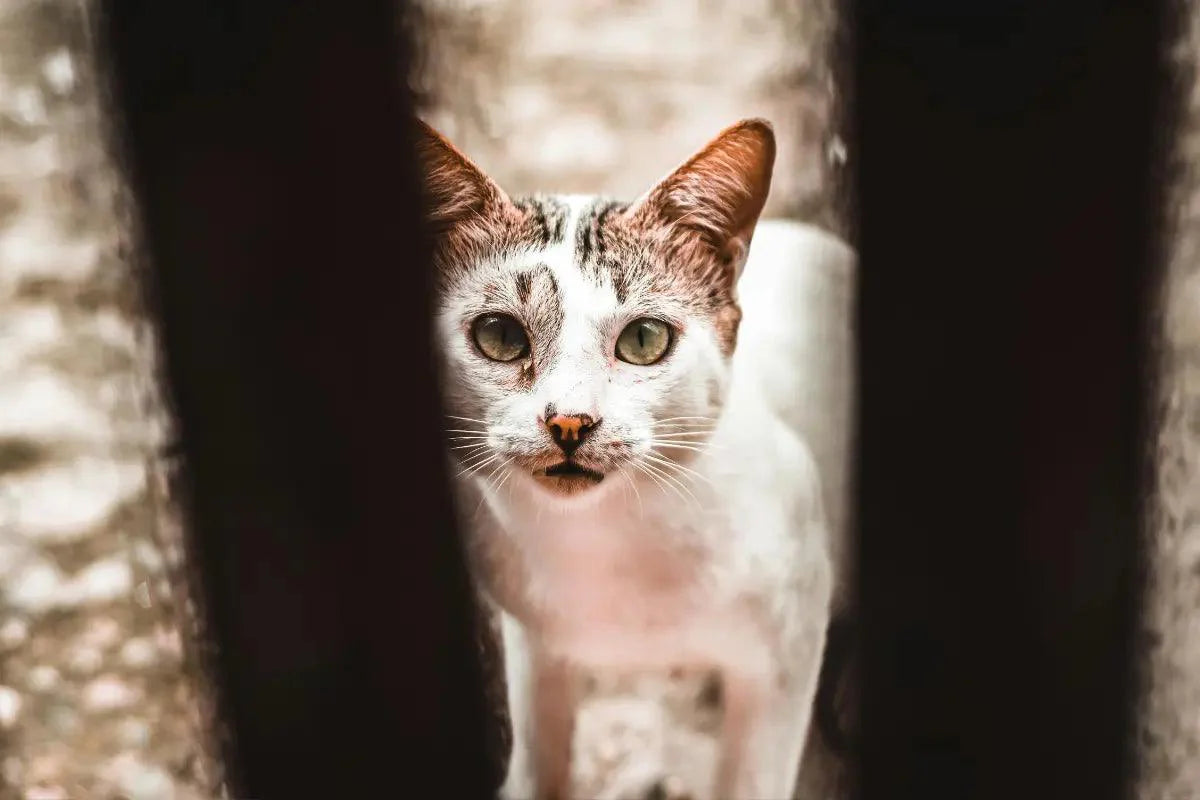 an image of a cat looking at the camera