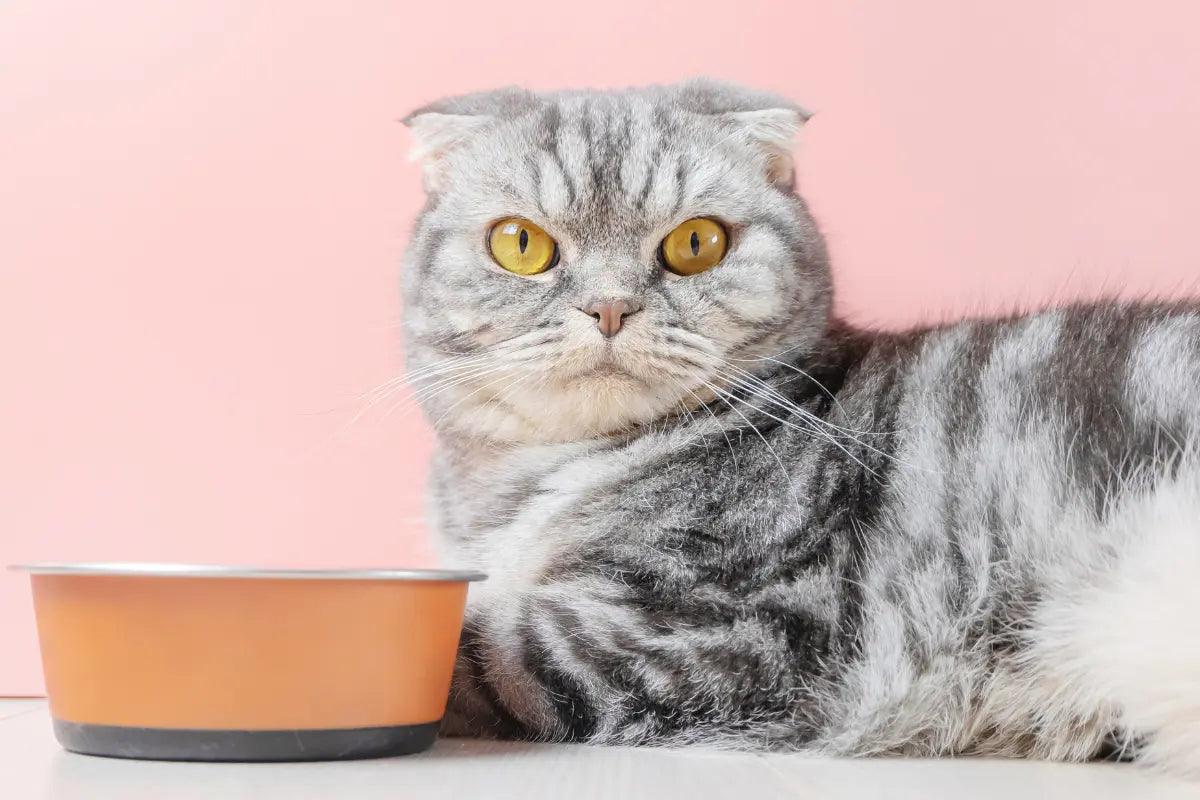 a gray and white cat sitting next to an orange bowl