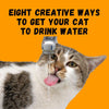 Eight Creative Ways to Get Your Cat to Drink Water - KittyNook Cat Company