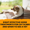 Eight Effective Home Treatments for Cat Scabs and When to See a Vet