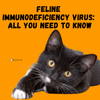 Feline Immunodeficiency Virus: All You Need to Know - KittyNook Cat Company