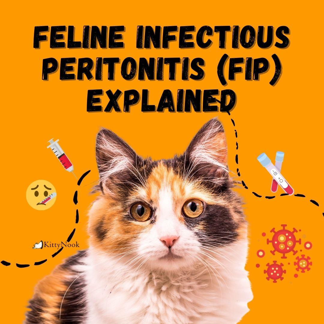 Feline Infectious Peritonitis (FIP) Explained - KittyNook Cat Company