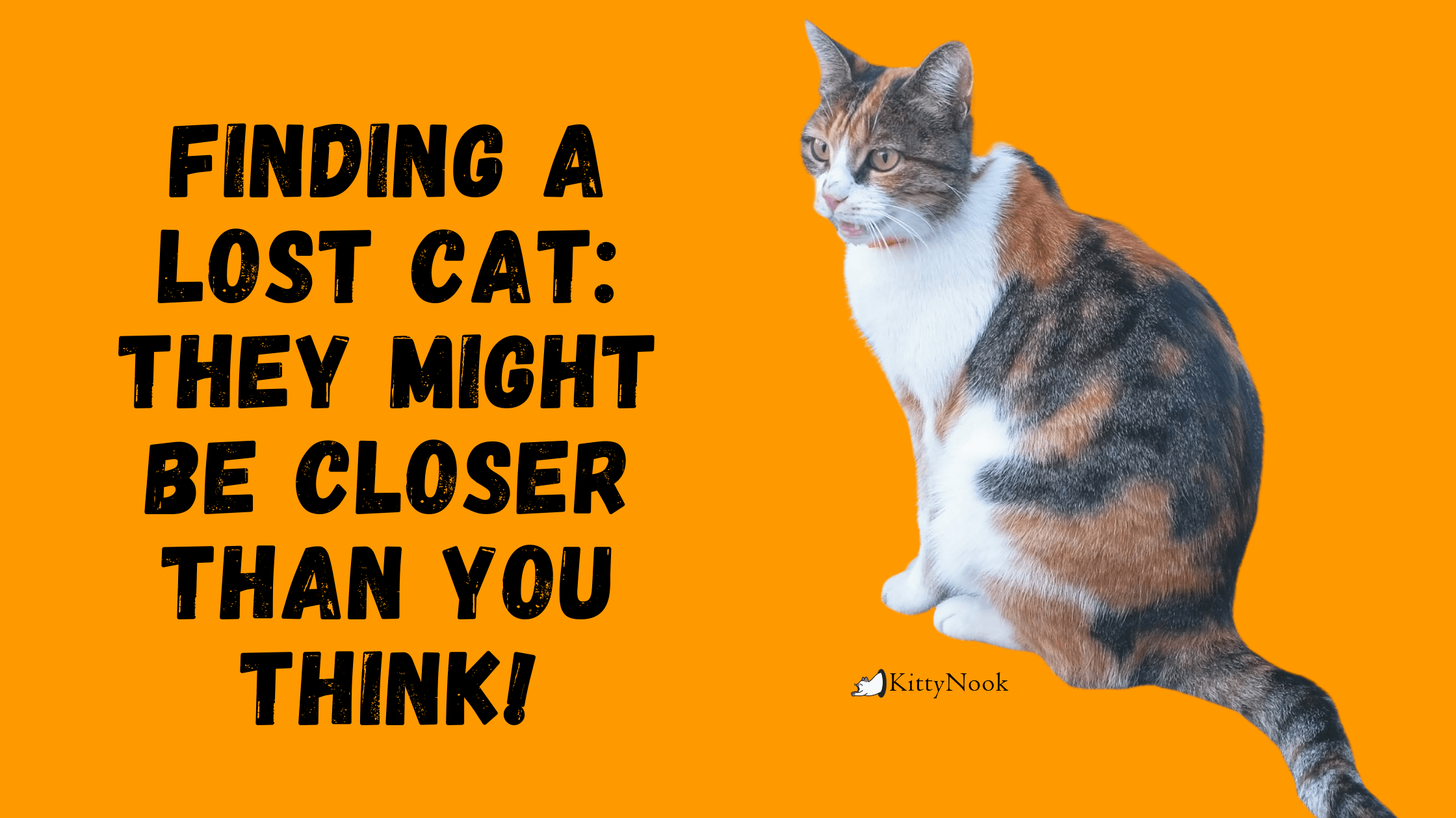 Finding A Lost Cat: They Might be Closer Than You Think! - KittyNook Cat Company