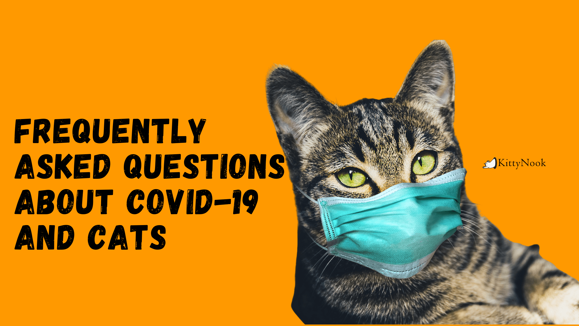 Frequently Asked Questions About COVID-19 and Cats - KittyNook Cat Company