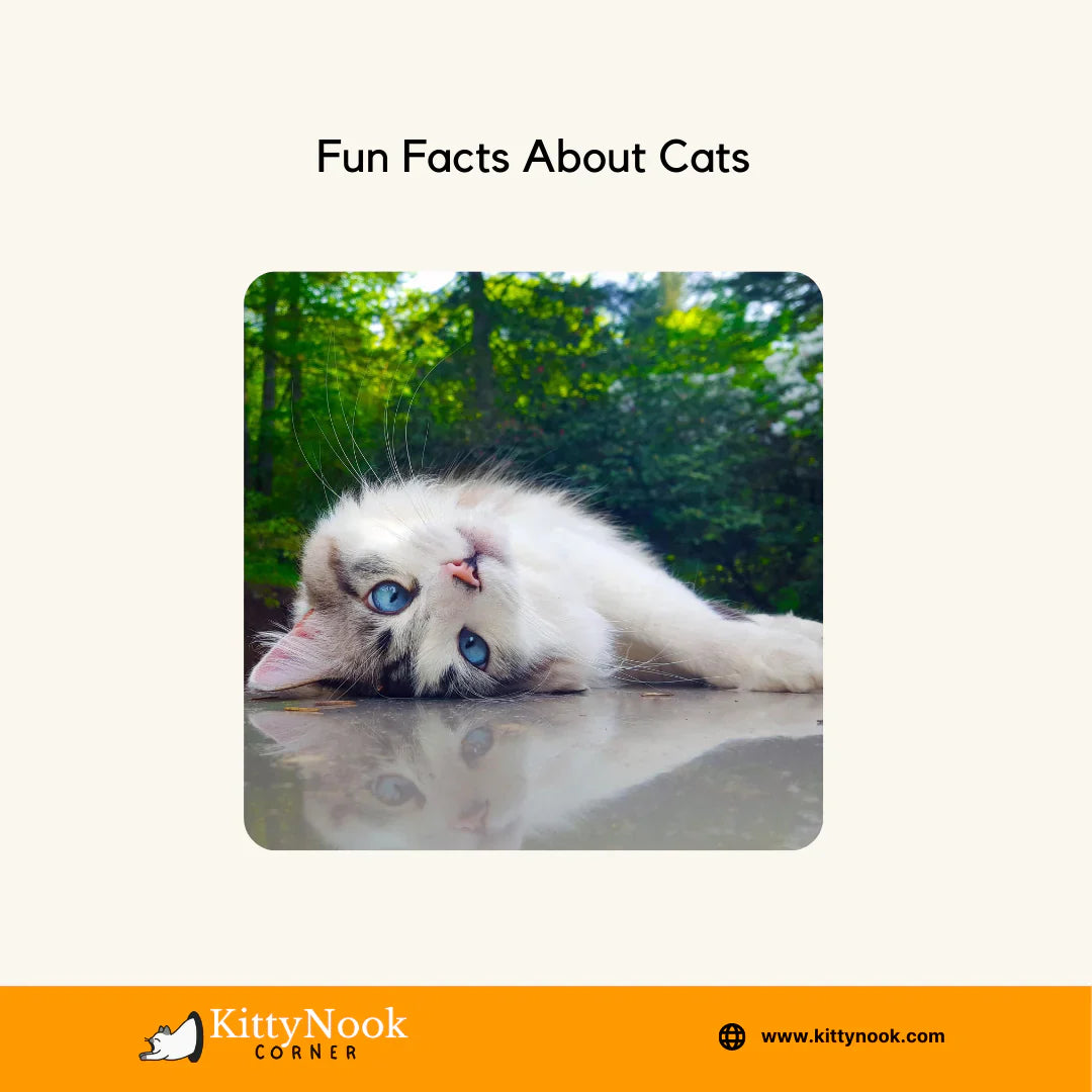 Fun Facts About Cats - KittyNook Cat Company