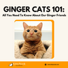 Ginger Cats 101: All You Need To Know About Our Ginger Friends - KittyNook Cat Company