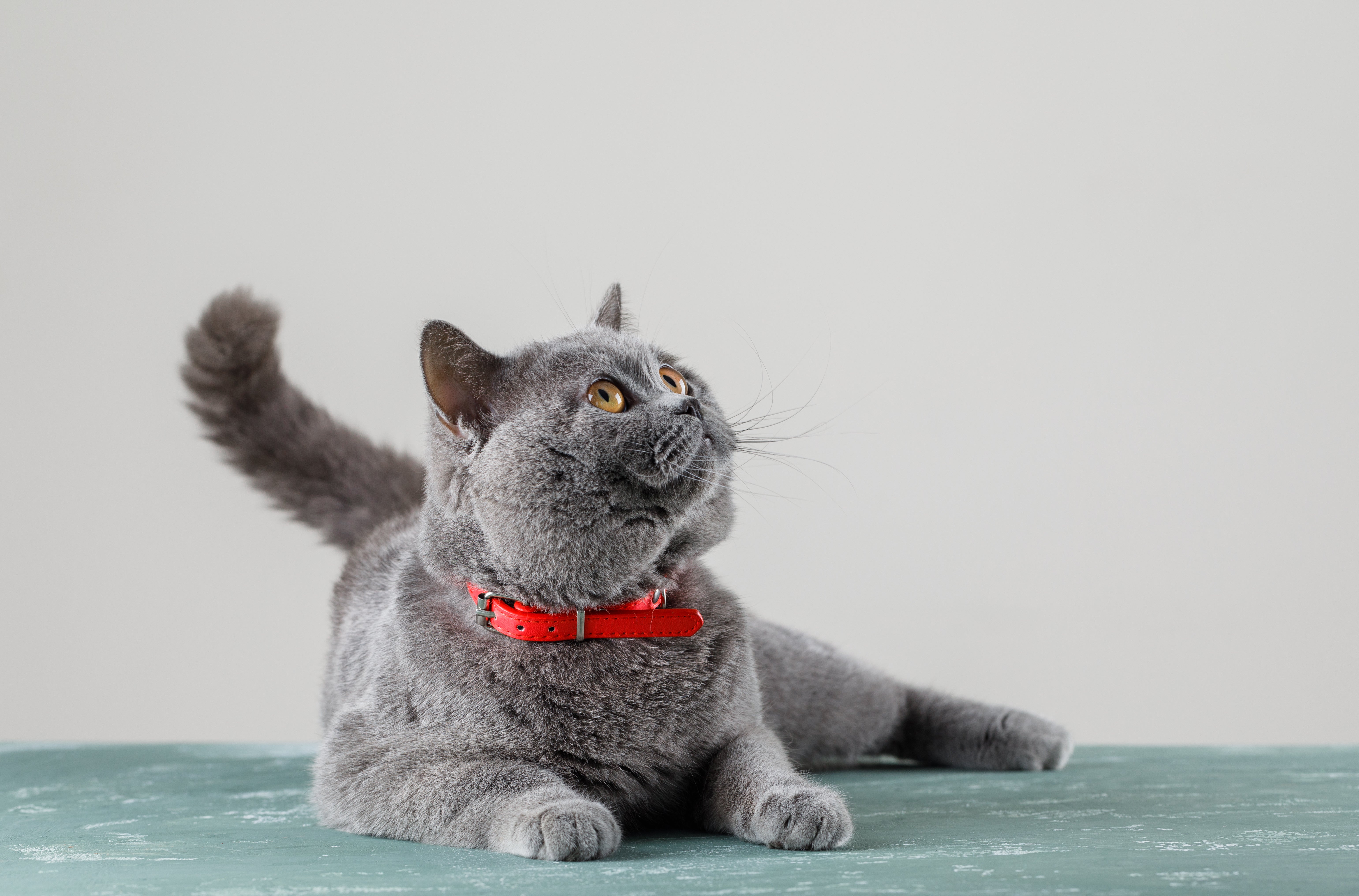 Grey cat lying and looking up | Kitty Nook