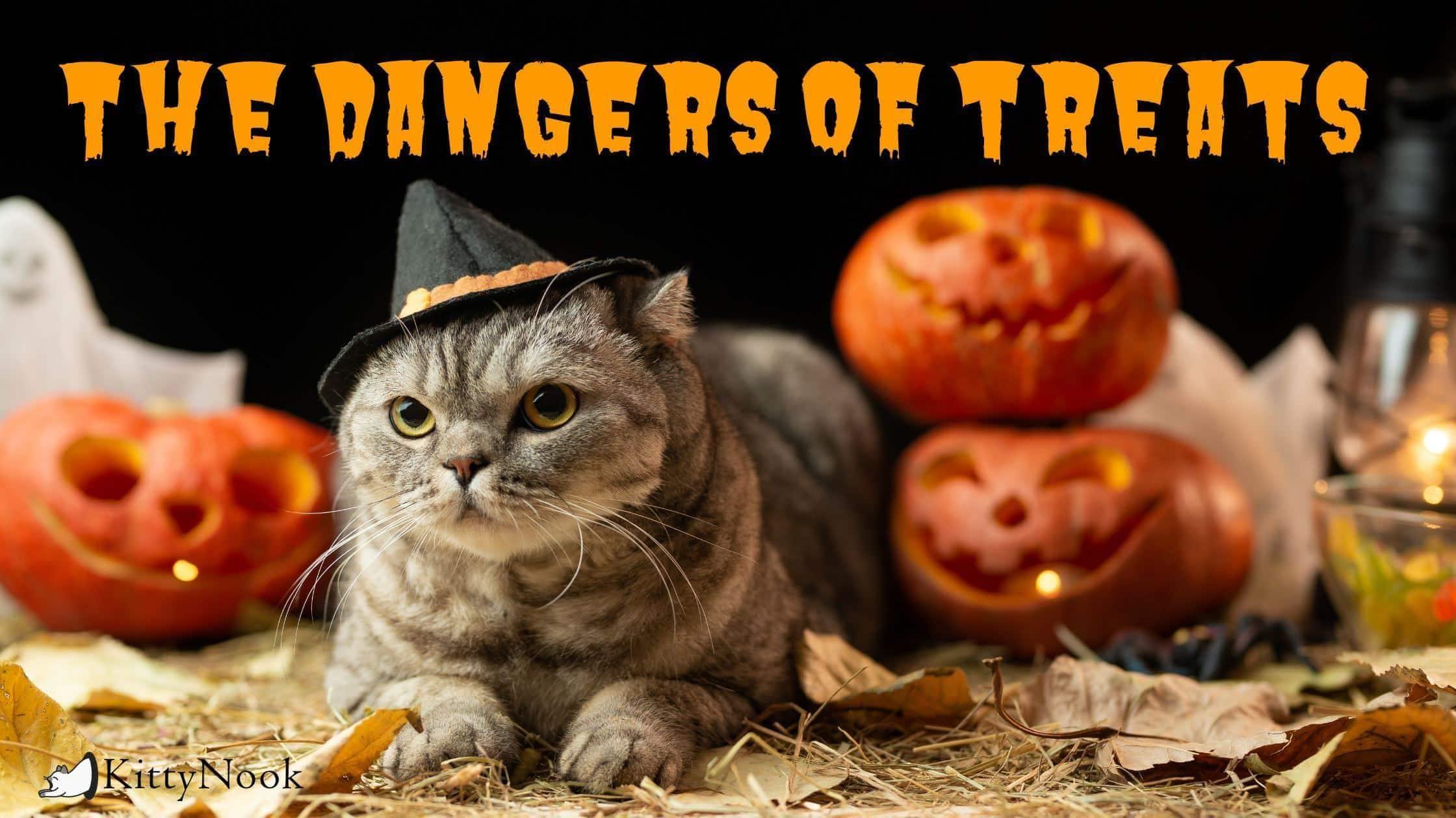 Halloween Candies Can Kill Your Cat! - KittyNook