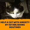 a front close up of a cat feeling anxious