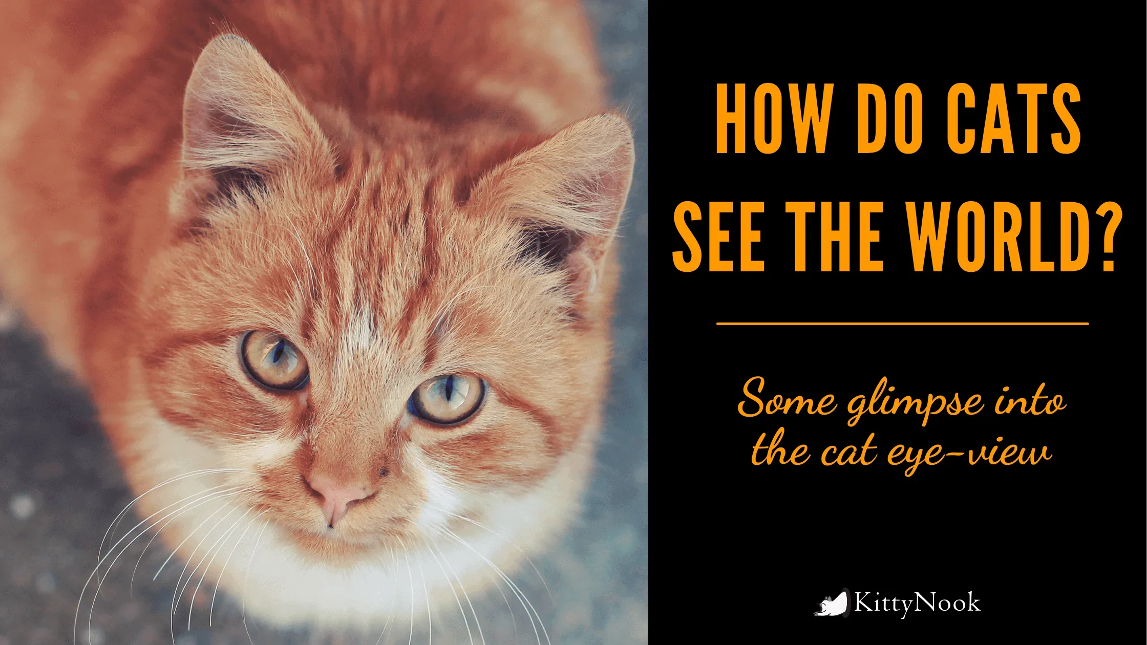 How Do Cats See The World? - KittyNook Cat Company