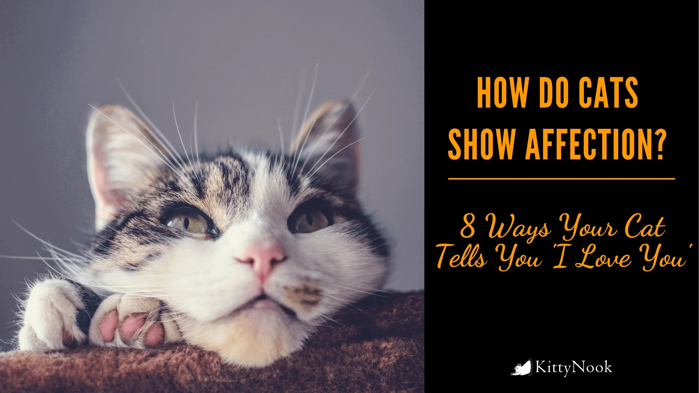 How Do Cats Show Affection? - KittyNook Cat Company