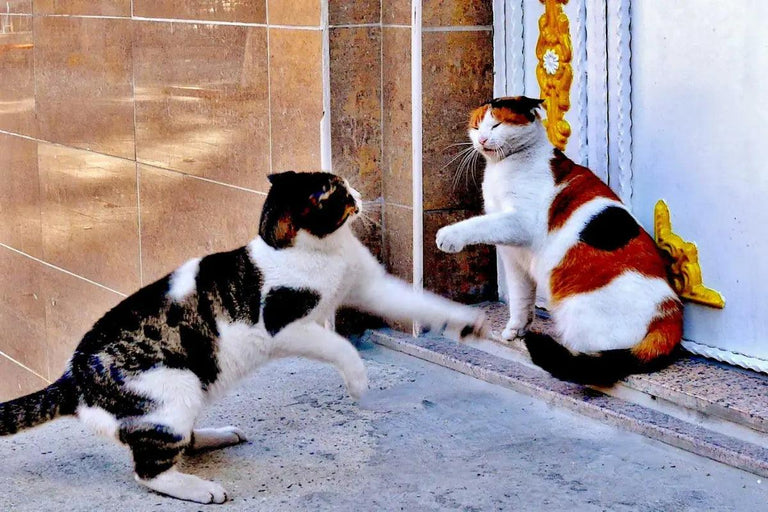 How Do You Intervene In a Cat Fight? | KittyNook Cat Co.