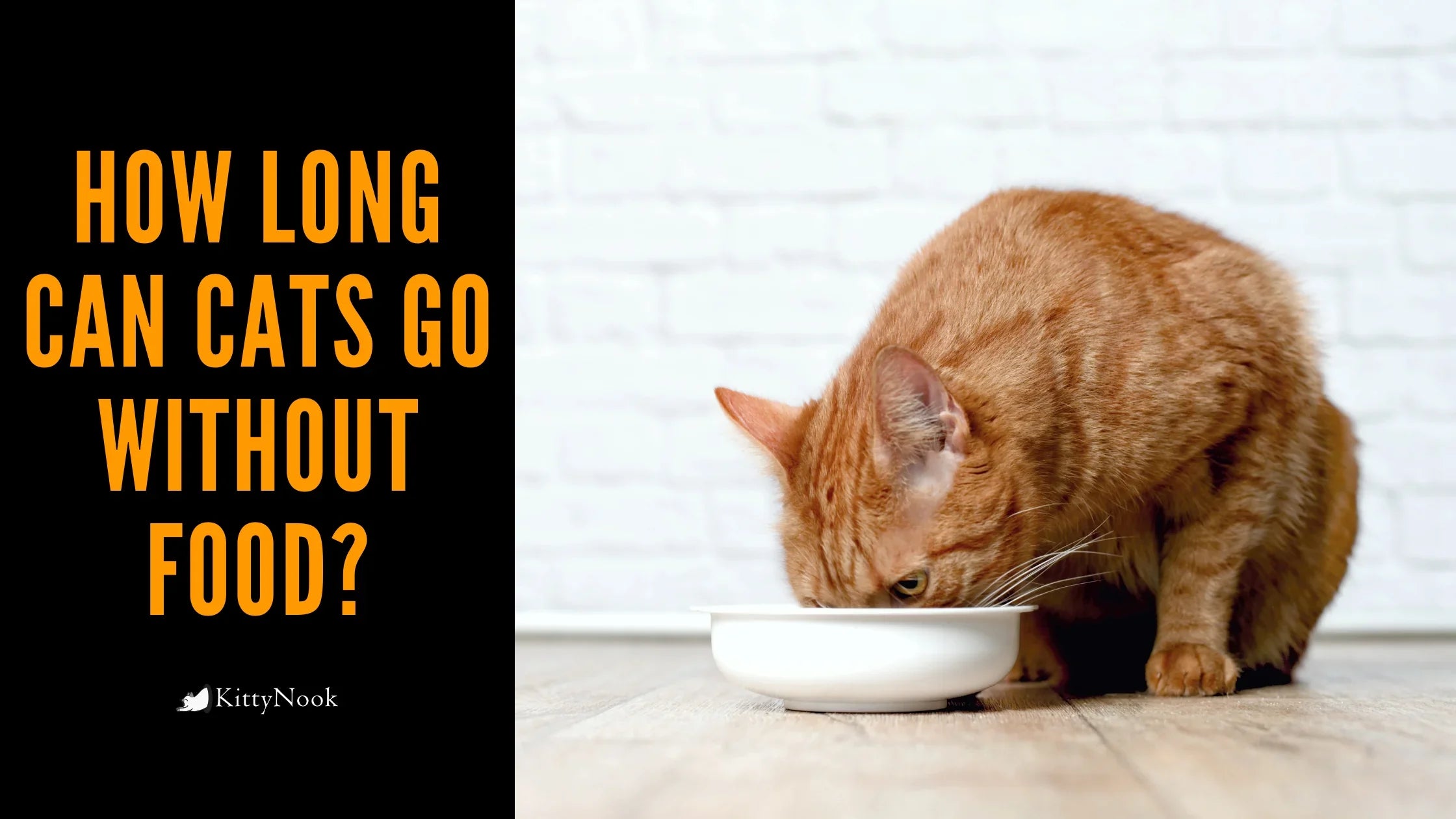 How Long Can Cats Go Without Food? - KittyNook Cat Company