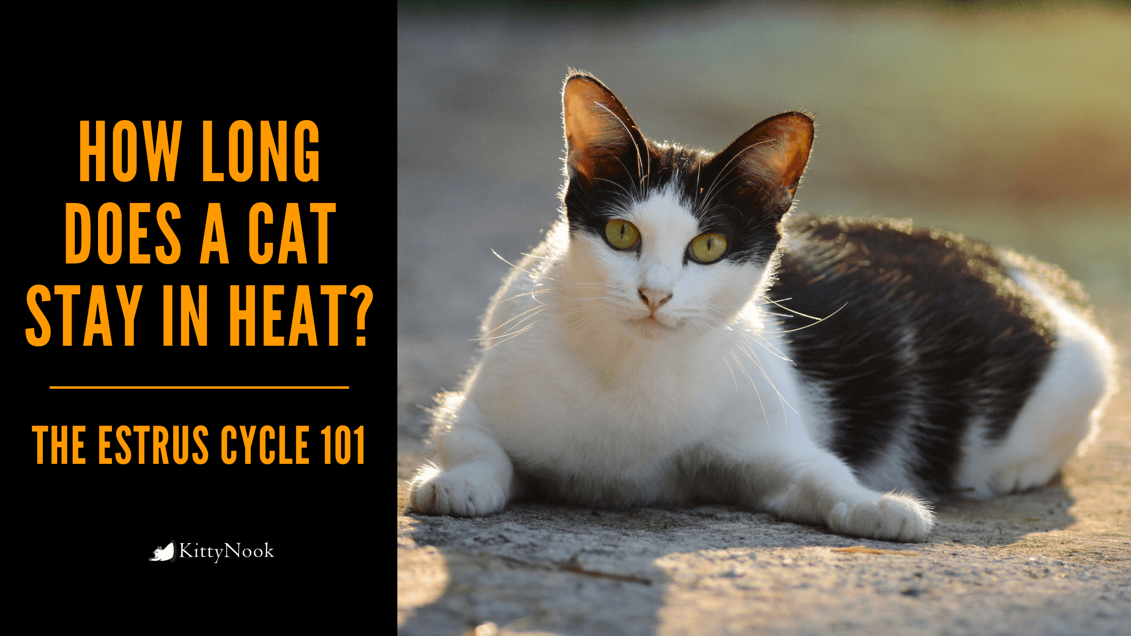How Long Does a Cat Stay in Heat? | The Estrus Cycle 101 - KittyNook