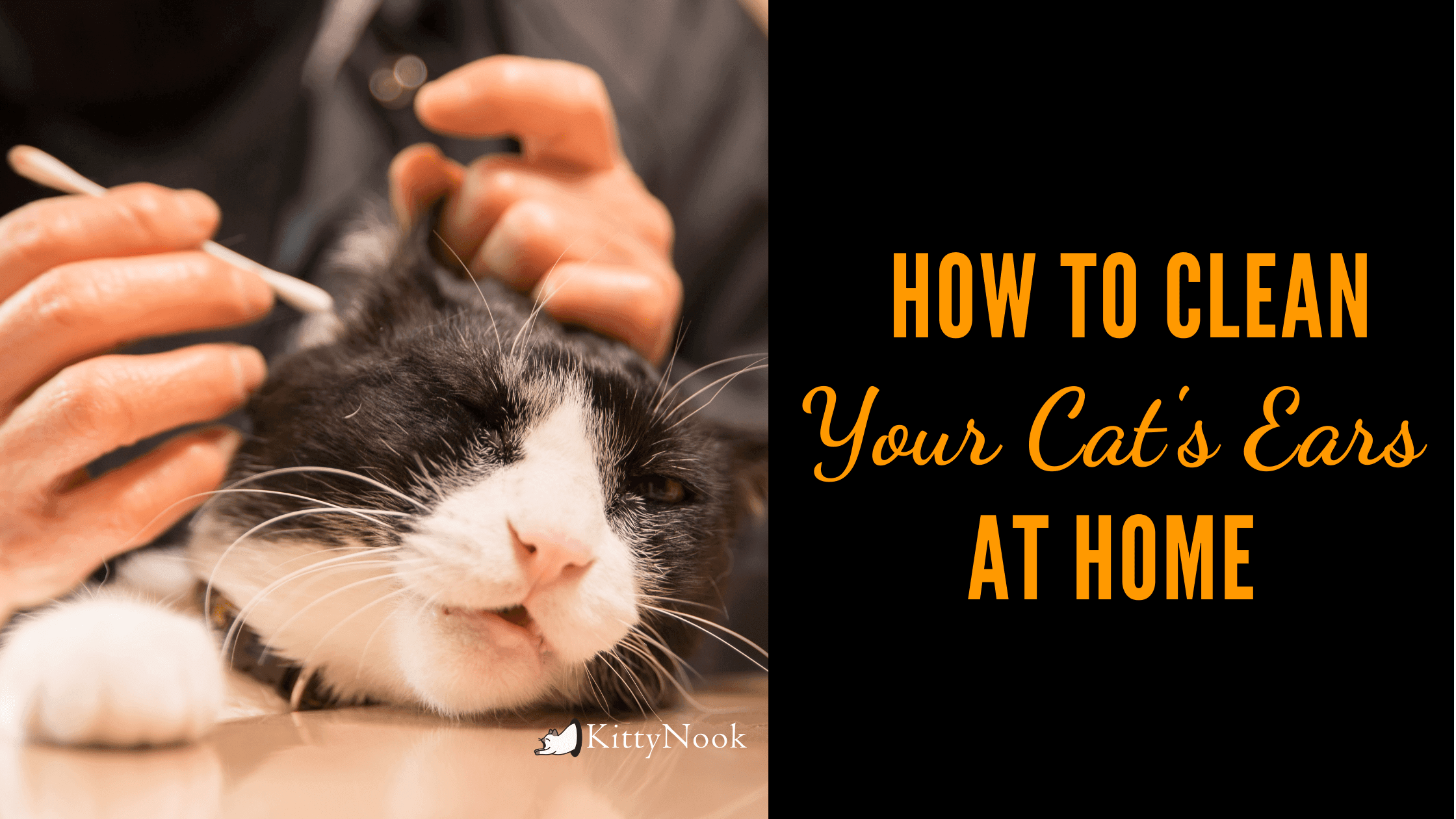 How To Clean Your Cat's Ears At Home - KittyNook
