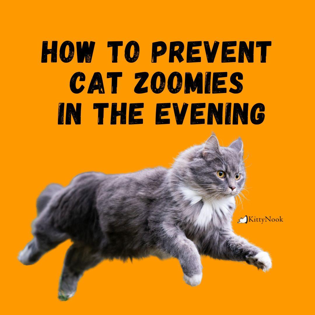 how to prevent cat zoomies in the evening