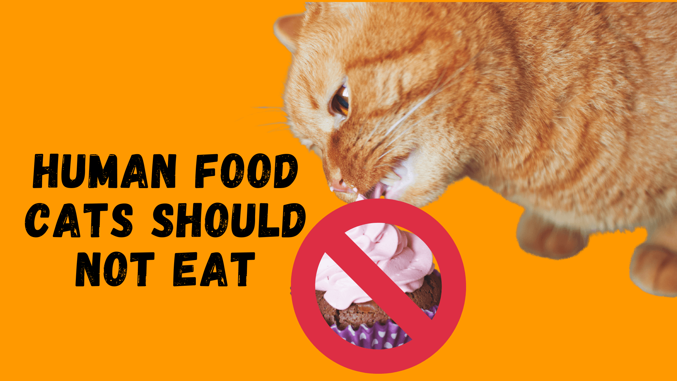 Human Food Cats Should Not Eat - KittyNook Cat Company