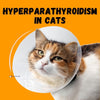 Hyperparathyroidism in Cats
