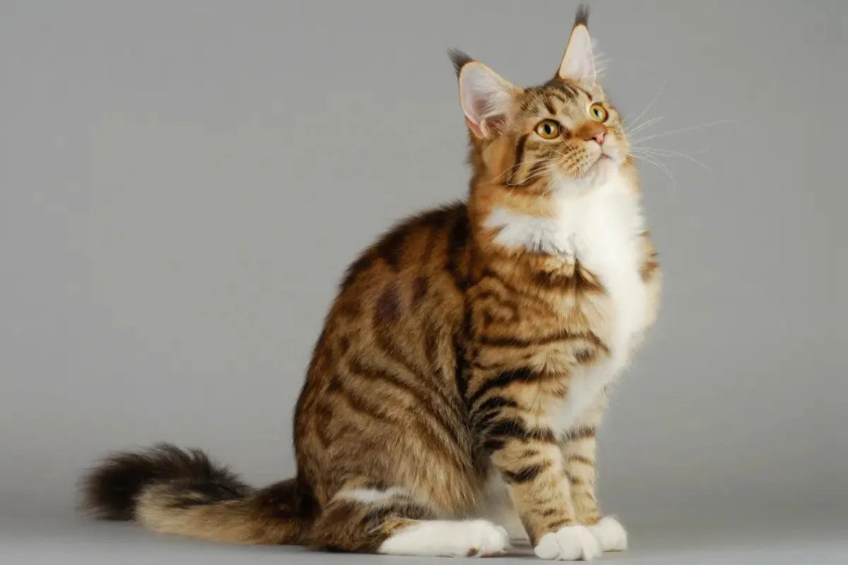 a cat sitting in front of a gray background | KittyNook