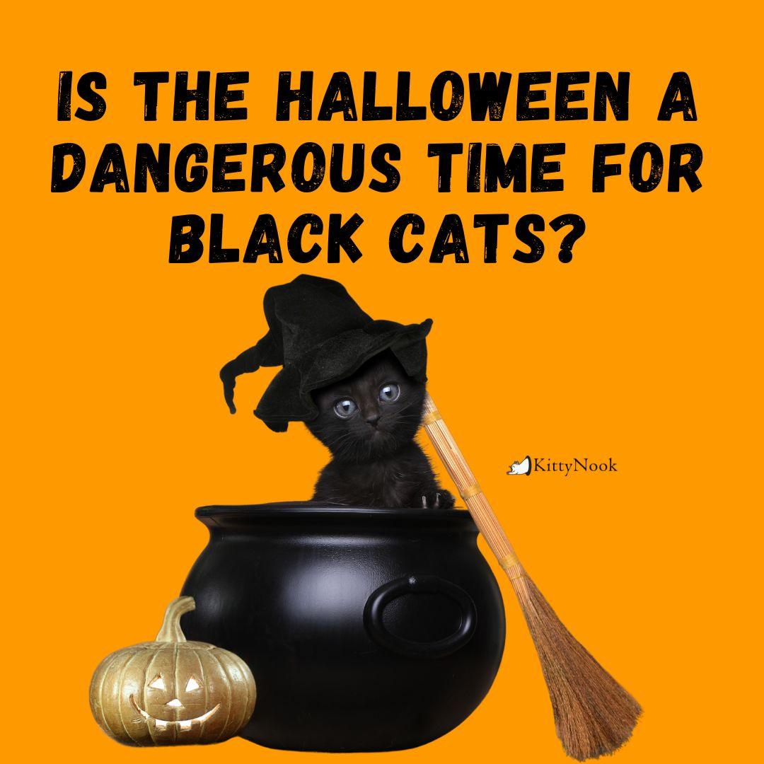 Is the Halloween a Dangerous Time for Black Cats? - KittyNook Cat Company