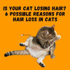 Six Possible Reasons for Hair Loss in Cats