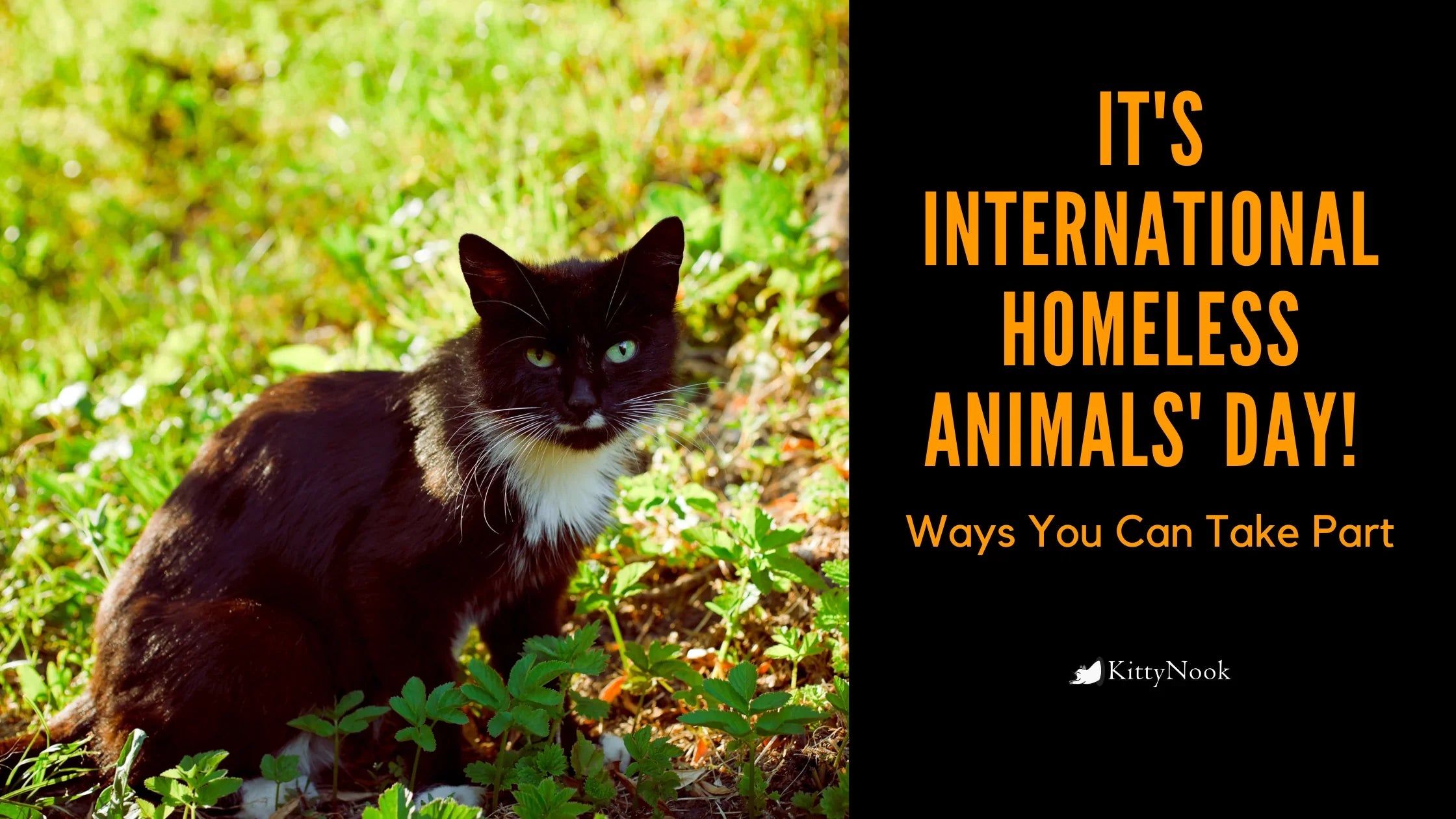 It's International Homeless Animals' Day! Ways You Can Take Part - KittyNook Cat Company