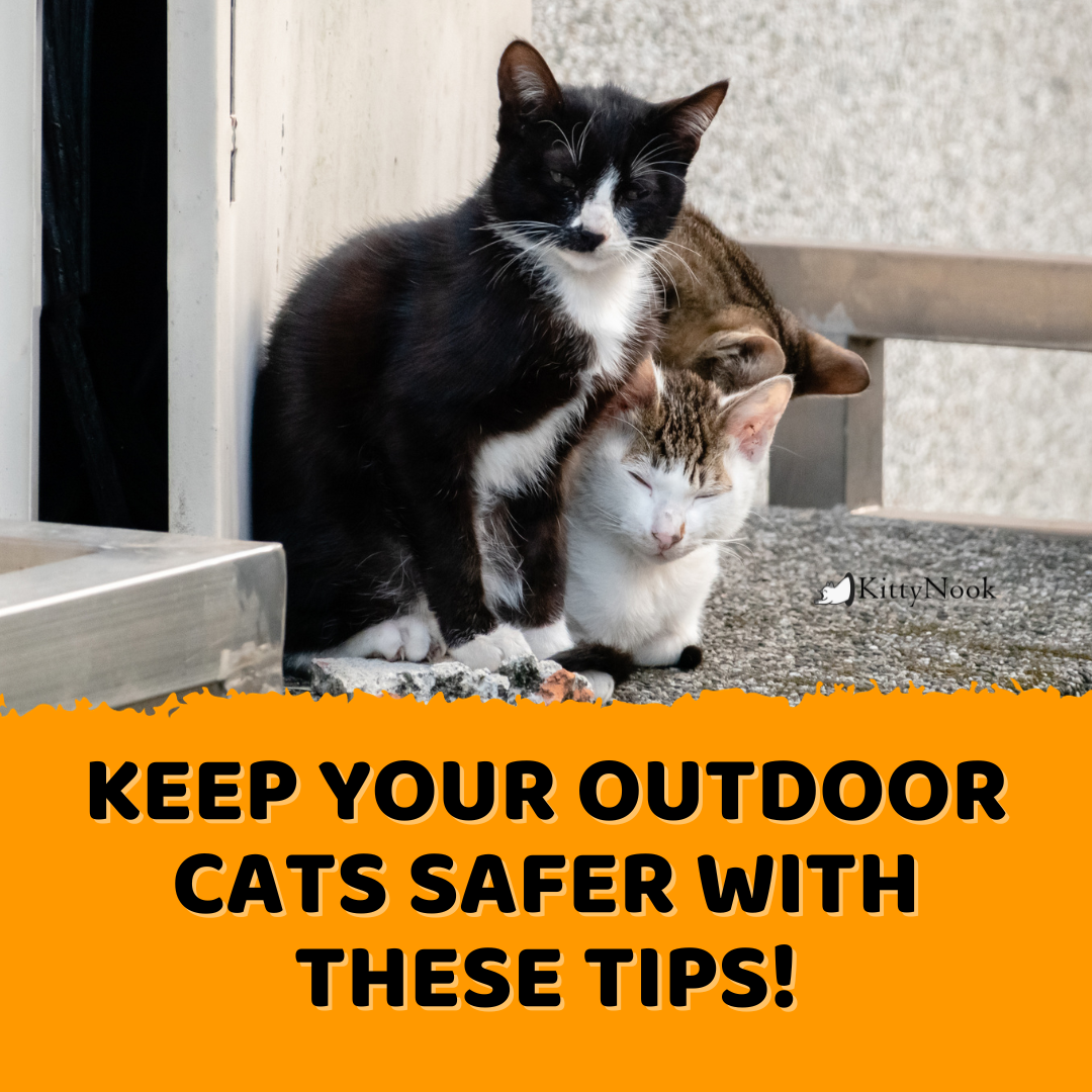 Outdoor Cat Risks Keep Your Outdoor Cats Safer with these Tips! – KittyNook Cat Company