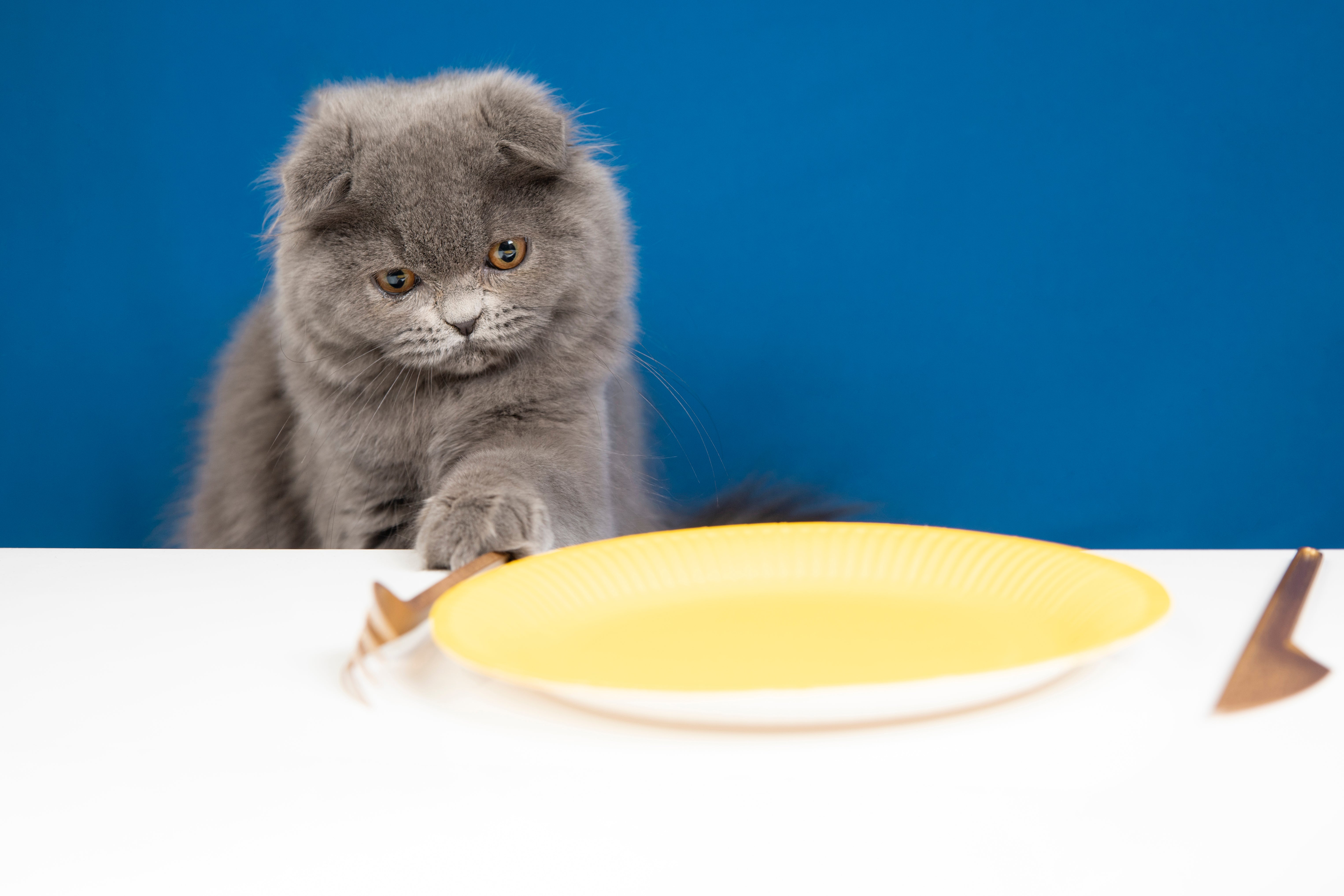 Grey cat and yellow plate on the table | Kitty Nook