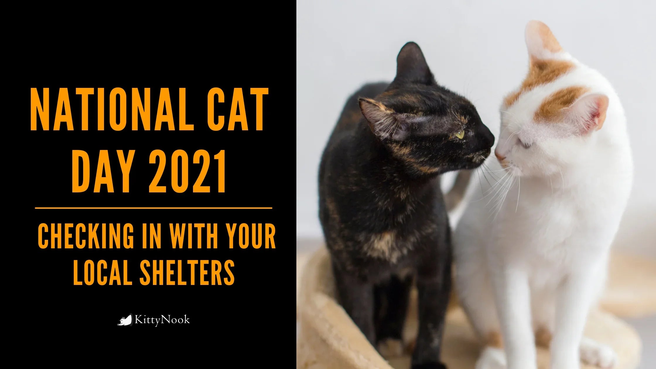 National Cat Day 2021 | Checking In With Your Local Shelters - KittyNook Cat Company