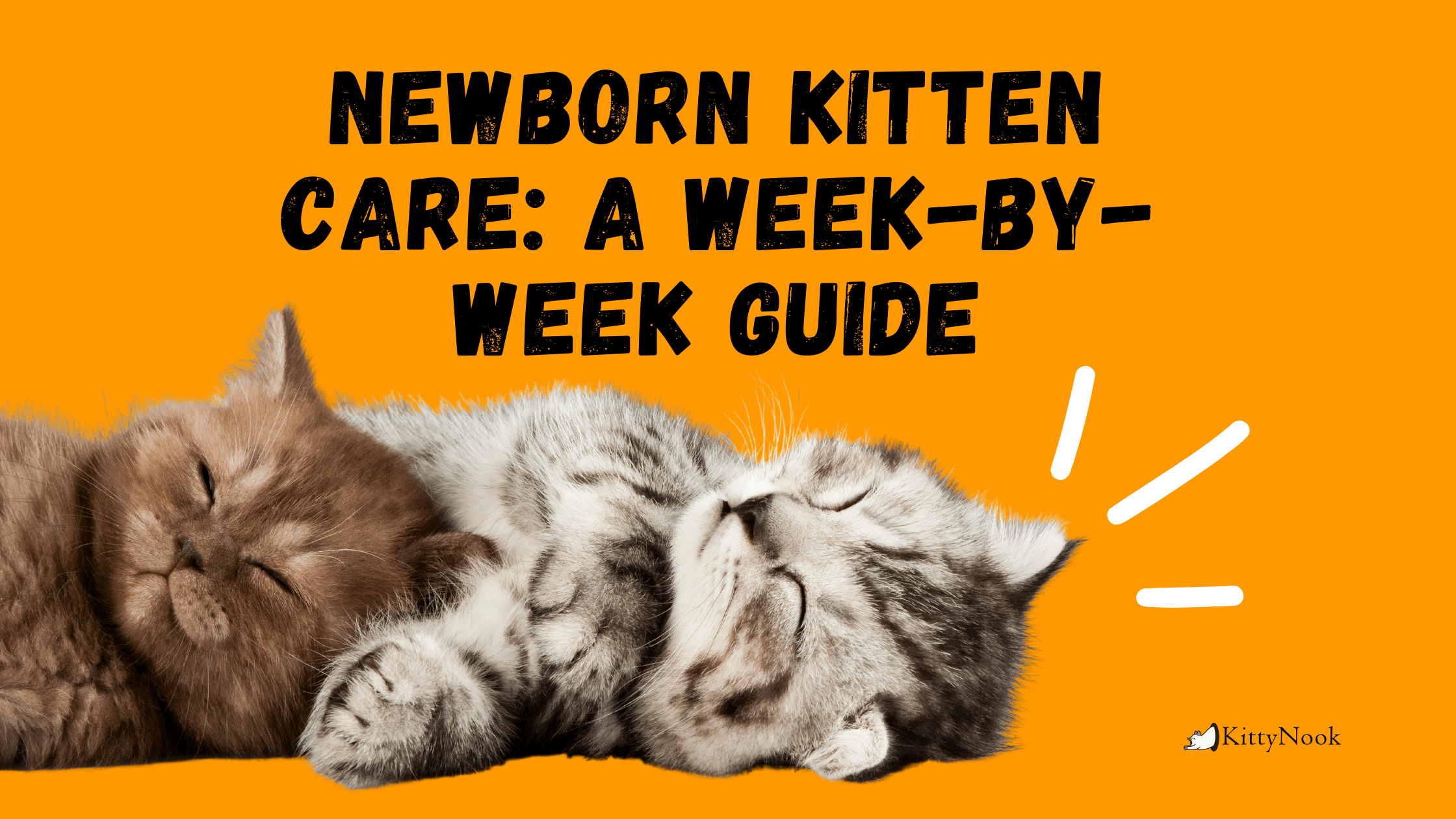 two kittens lying on the ground with text newborn kitten care on yellow background