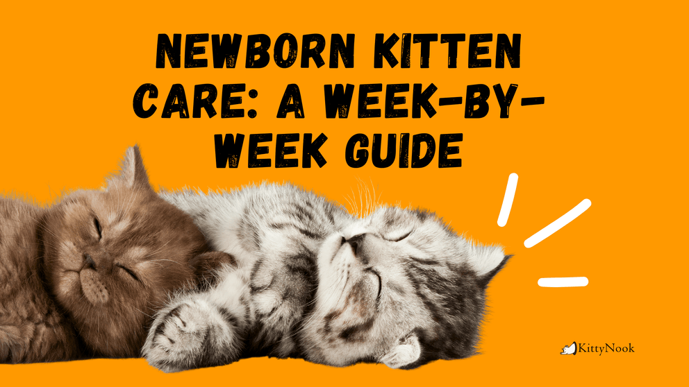 Newborn Kitten Care A Weekbyweek Guide KittyNook Cat Company