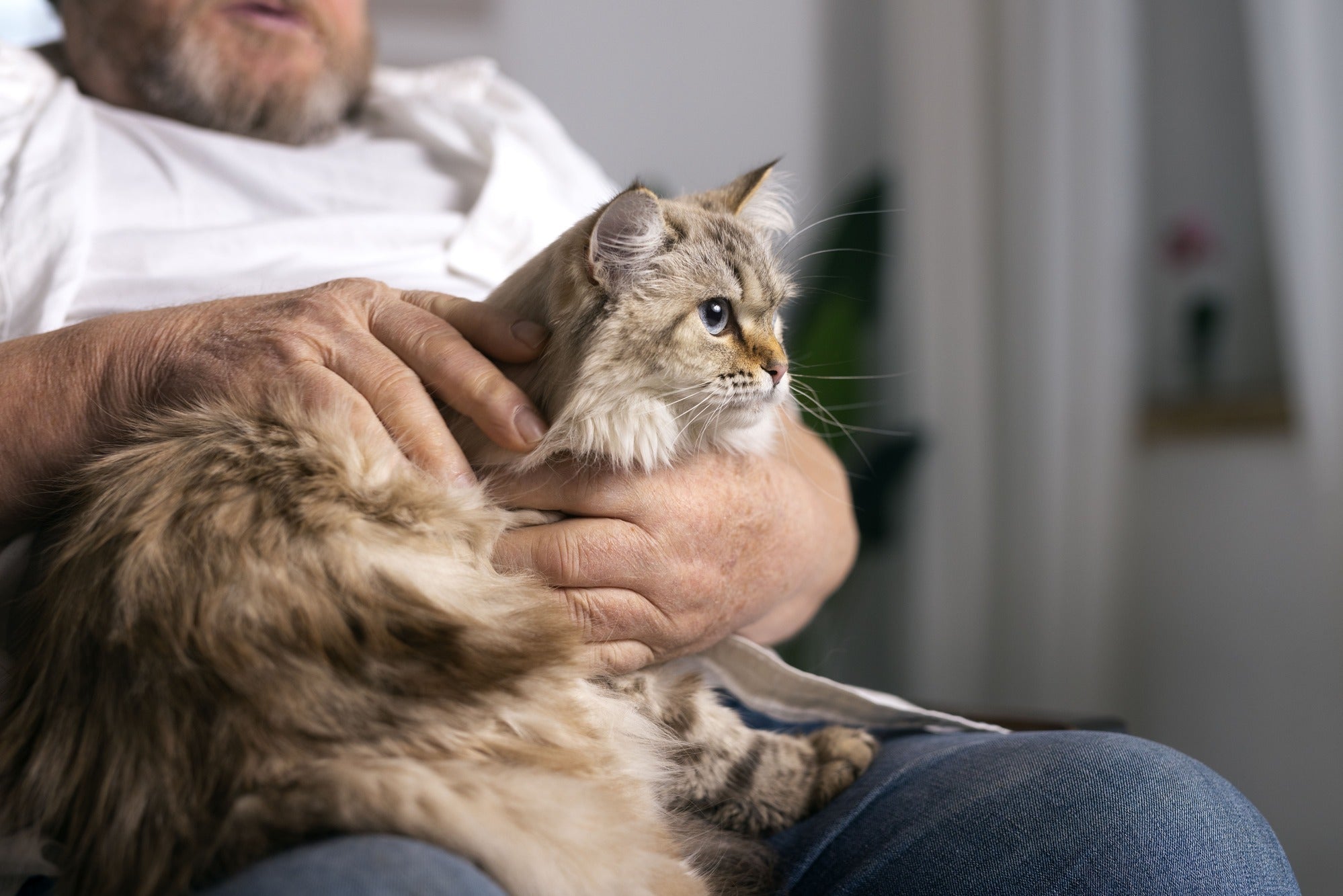 Old cat sits in the lap | Kitty Nook